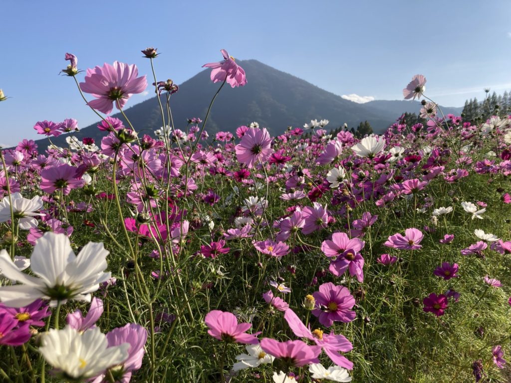 生駒高原のコスモスの写真